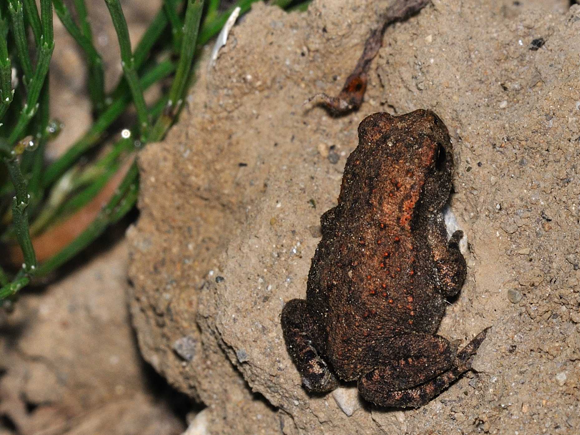 Rospetto ? Bufo bufo